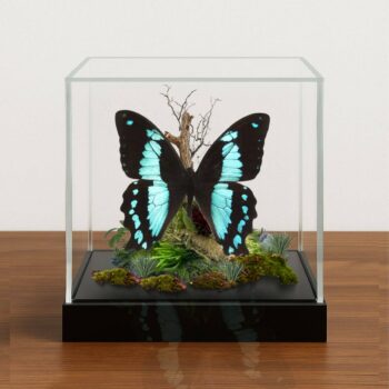 Real Papilio bromius, Swallowtail Butterfly - 6x6x6 inch