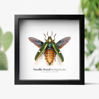 Metallic Wood Boring Beetle Taxidermy Box Frame: Black